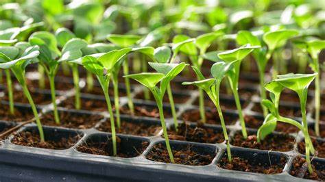 Chanchal Seeds Share Business Card