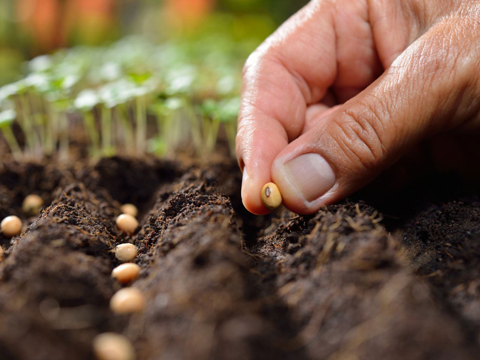 Chanchal Seeds Share Business Card